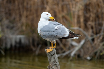 Goéland leucophée (Larus michahellis) perché sur un poteau au milieu de l’eau