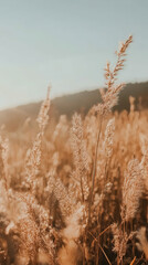 Fototapeta premium Golden grasses swaying gently in the warm sunlight during a serene sunset in nature