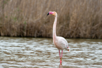 Flamant rose (Phoenicopterus roseus) en pleine nature