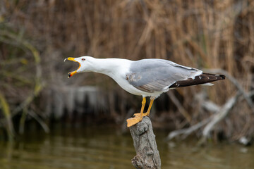 Goéland leucophée (Larus michahellis) perché sur un poteau au milieu de l’eau