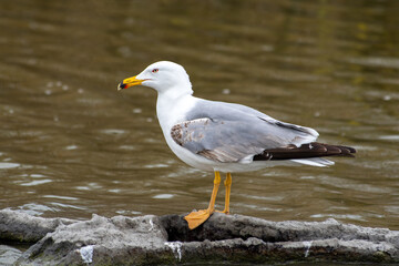 Goéland leucophée (Larus michahellis) posé sur un tronc en bois au milieu de l’eau