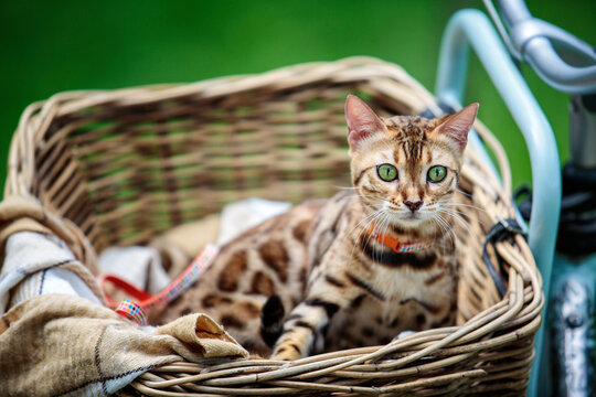 Bengal cat sitting in a wicker basket on a bicycle during an outdoor adventure