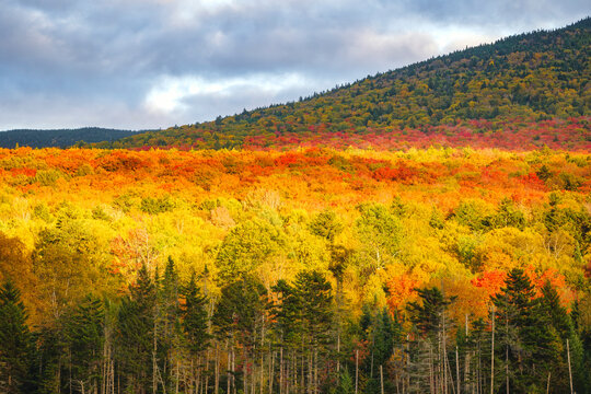 Autumn landscape in White Mountain National Forest, New Hampshire with vibrant fall foliage.