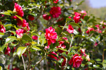 Beautiful camellia flower on tree. The Expo 70 Commemorative Park, Osaka, Japan