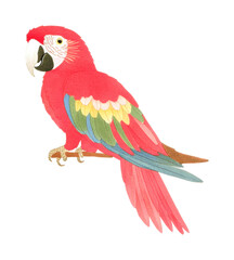 Obraz premium Colorful scarlet macaw parrot perched on branch, cut out - stock png.