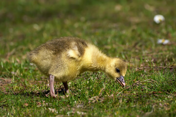 Gänseküken - niedliches junges Küken der Graugans (Anser anser) beugt sich auf einer Wiese ins...