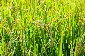 Rice plants in a field, green leaves with young grains of rice.