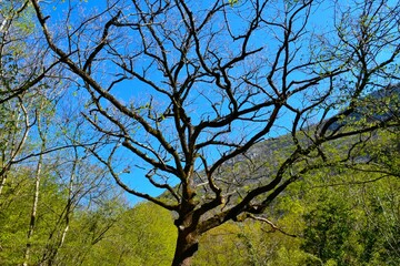 Downy oak (Quercus pubescens) tree in Paklenica national park, Croatia