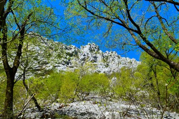 Cliff at Paklenica national park in Croatia with a forest in green foliage bellow