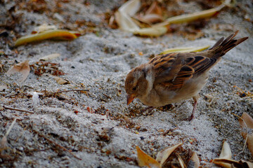 oiseau