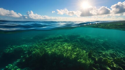 Marine sanctuaries protecting ocean habitats, flourishing with diverse species and healthy ecosystems,
