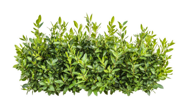 Lush green laurel hedge with vibrant leaves and dense foliage, cut out - stock png.