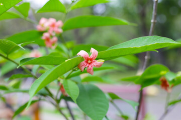 Wrightia hybrid flower with green leaves