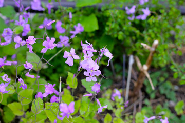 Orychophragmus violaceus or Chinese violet cress
