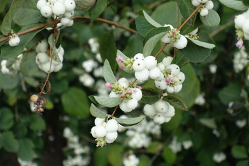 Racemes of common snowberry in September