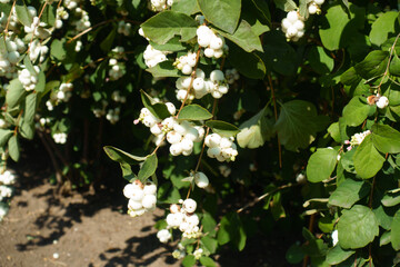 Round white fruits and pink flowers of common snowberry in mid September