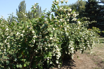 Shrub of common snowberry with fruits and flowers in mid September