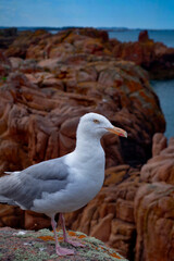 mouette