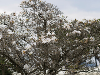beautiful magnolia tree in a park