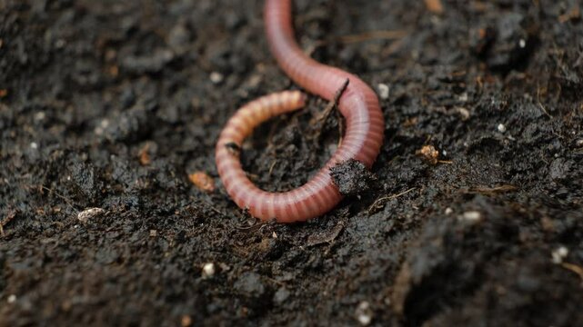 Big beautiful earthworm in the black soil, close-up.