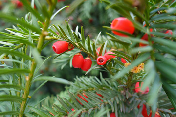 Several red seed cones in the leafage of common yew in November