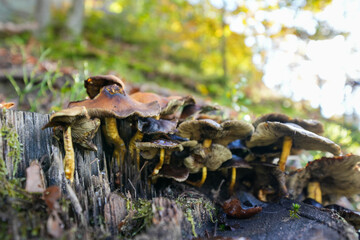 Close-up of brown mushrooms on a tree stump in the forest.
