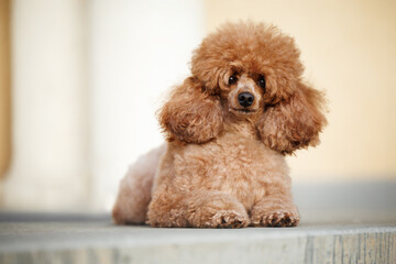 brown miniature poodle dog lying outdoors