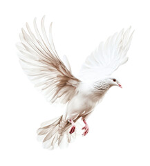Obraz premium Majestic white dove in flight with outstretched wings, cut out - stock png.