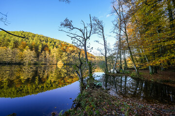 Landscape at the Seehofweiher pond in the Porzbach Valley. Waters along the Porzbach stream in the forest. Autumnal nature at the bathing lake.
