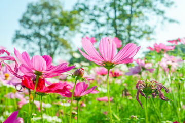 Fototapeta premium Field of Pink cosmos flowers blooming in garden,wild pink cosmos flowers in spring day,autumn season.