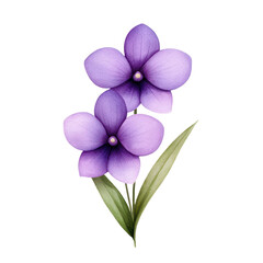 Obraz premium Beautiful purple flower with delicate petals and green leaves. isolated against a transparent background.