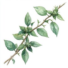 Fototapeta premium Green Leafy Branch with Buds on a White Background