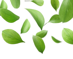 Many fresh green leaves flying on white background