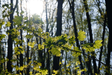 Fresh green maple leaves grow on a tree. Sunlight shines through the leaves. Bright light in the background.
