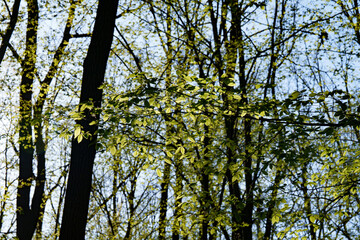 Obraz premium The first green beech leaves shimmer in the spring sun between bare leafless trees in the forest. Nature.