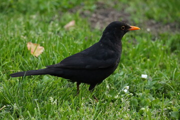 blackbird on the grass