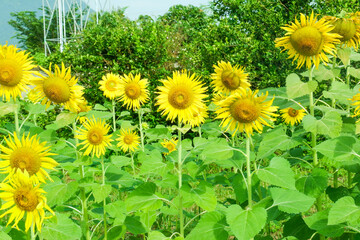 Pathway with Sunflower blooming in the field,closeup sunflower in full bloom,creating a natural abstract background in Summer time,Field of sunflowers,warm light of the setting sun..