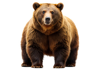 Fototapeta premium brown bear isolated on white