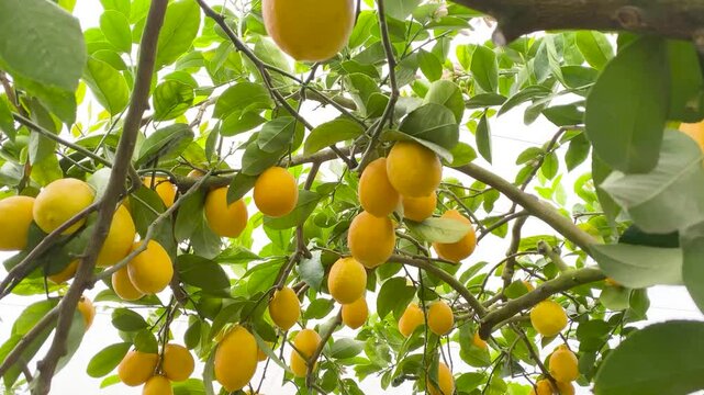 Ripe Citrus Fruits on Meyer Lemon Tree in Greenhouse