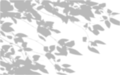 Realistic blurred leaf shadow effect isolated on transparent background. blur branch leaves shadow. Plant foliage silhouette. Nature design element for spring summer, mockup for product presentation