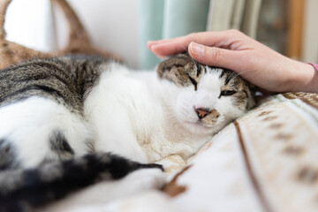 かわいい猫を撫でる飼い主　キジトラ猫