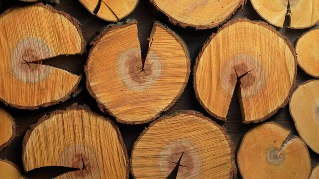 Cross-section of a apple tree trunks, close up, top view, rotates