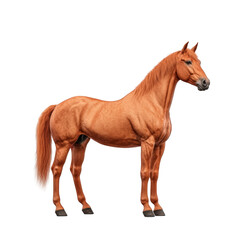 Obraz premium Majestic chestnut horse strong muscular build isolated transparent background equine photography