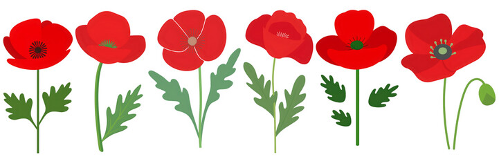 Simple flat illustration of wild poppy flowers with green leaves and stem isolated on transparent background