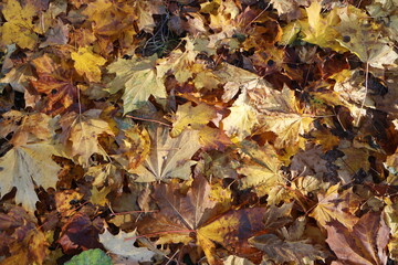 fallen yellow maple leaves on ground, autumn background