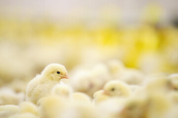Baby chicken at farm feeding