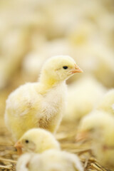 Baby chicken at farm feeding