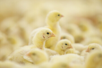 Baby chickens at farm