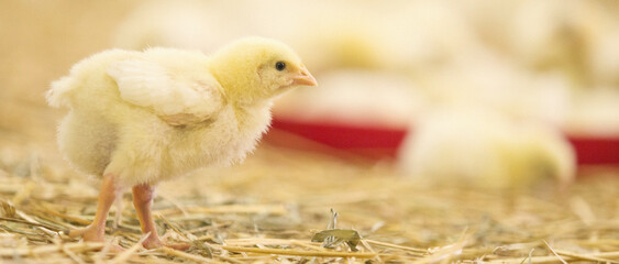 Baby chicken at farm © Aleksandar