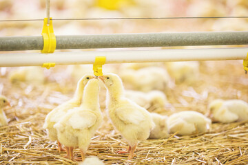 Baby chicken drinking water
